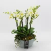 Phalaenopsis wit in blauw keramiek ( Orchidee )
