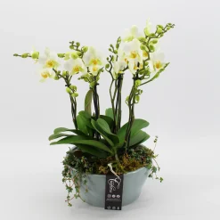 Phalaenopsis wit in blauw keramiek ( Orchidee )