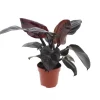 Philodendron Black Cardinal