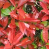 Photinia fraseri Little Red Robin