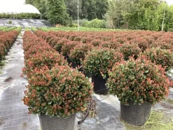 Photinia fraseri Little Red Robin