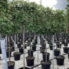 Photinia serru red robin half stam