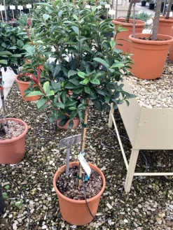 Photinia x fraseri carré rouge mini stam