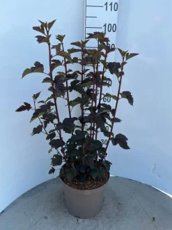 Physocarpus opulifolius Diabolo ( Blaasspirea )