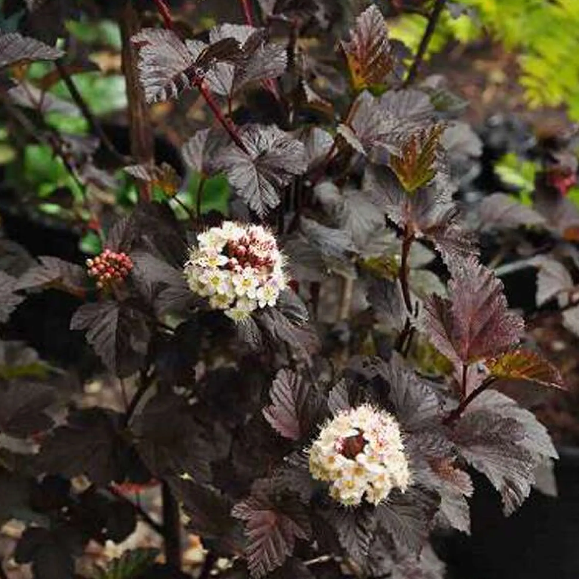 Physocarpus opulifolius Diabolo ( Blaasspirea )