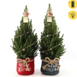 Picea glauca Duo Star ( Kerstboom )