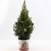 Picea glauca Sanders Pine ( Kerstboom )