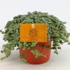 Pilea Glauca