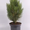 Pinus nigra Pyramidalis ( Zwarte den )