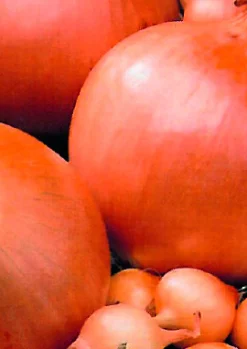 Plantajuin stuttgart 14/21 250g