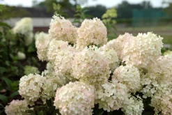 Pluimhortensia 'Bobo'