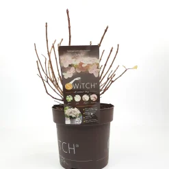 Pluimhortensia switch ophelia p19 h45