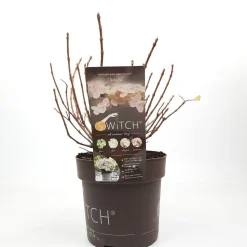 Pluimhortensia switch ophelia p19 h45