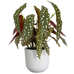 Pot jazz rond 14cm zijdewit