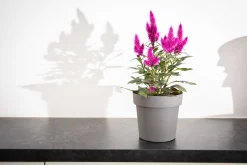 Pot rond happy 18 cm antraciet