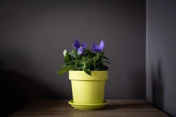 Pot rond happy 16 cm lime