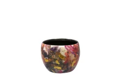 Pot sweet magnolia d7 h6