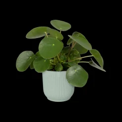 Pot vibes fold 16cm sorbet green