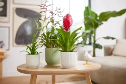 Pot vibes fold 16cm sorbet green