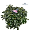 Rhododendron 70-80 XXl