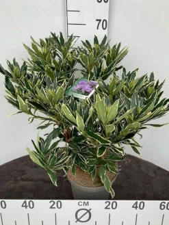 Rhododendron hybride 40-50 cm in p23