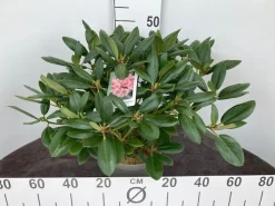 Rhododendron hybride 40-50 cm in p23