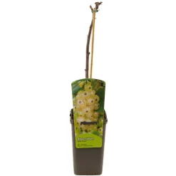 Ribes rubrum witte parel