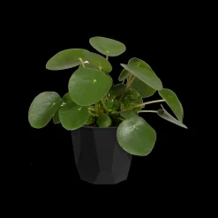 ROCK 16CM LIVING BLACK