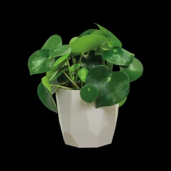 ROCK 14CM WARM GRIJS