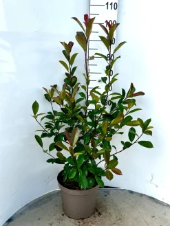 Rode glansmispel 'red robin' p29