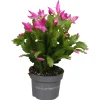 Schlumbergera roze ( Lidcactus )