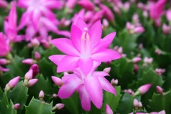 Schlumbergera roze ( Lidcactus )