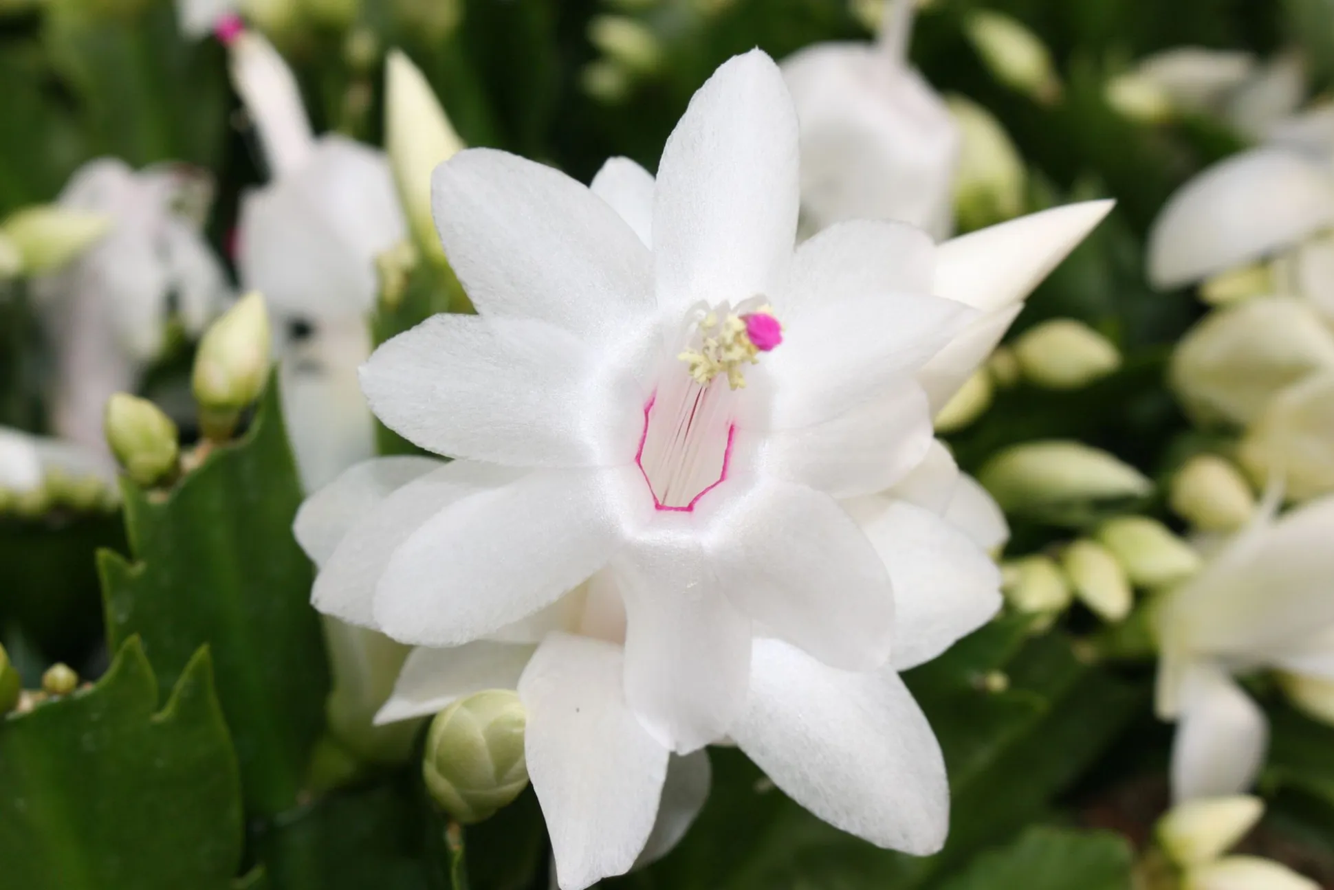 Schlumbergera wit
