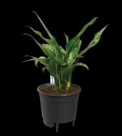 SELF-WATERING INSERT 24CM LIVING BLACK