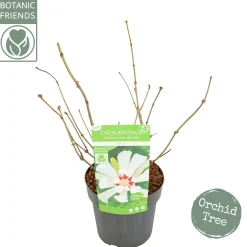 Sinocalycanthus chinensis Venus