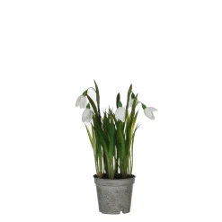 Sneeuwklokje in witte plastic pot - h24xd8,5cm
