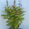 Sorbaria sorbif Sem ( Lijsterbes spirea )