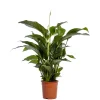 Spathiphyllum Sweet Lauretta (Lepelplant of Vredeslelie)
