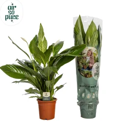 Spathiphyllum bingo (Lepelplant)