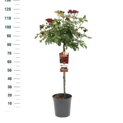 Stamroos Rosa 'Red Leonardo da Vinci'