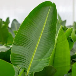 Strelitzia Nicolai p24