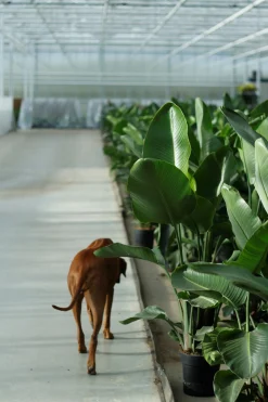 Strelitzia Nicolai p24