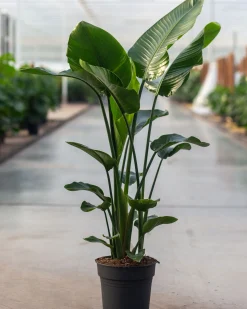 Strelitzia Nicolai p24
