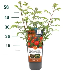 Struikroos Rosa 'Our Last Summer'