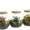 Terrarium arrangement
