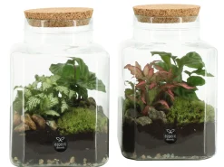 Terrarium arrangement