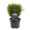 Thuja occidentalis 'Tiny Tim'