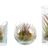 Tillandsia glas mix (luchtplantje)