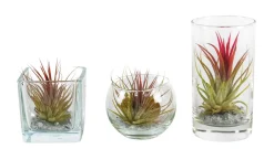 Tillandsia glas mix (luchtplantje)