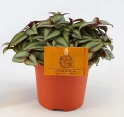 Tradescantia zebrina Compacta